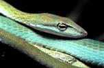 Gunther's Whip Snake, or Burmese Vine Snake, (Ahaetulla fronticincta), Vinesnake, Mildly Venomous, Colubridae, Colubrinae, ARSV02P10_12