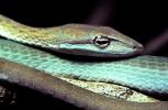 Gunther's Whip Snake, or Burmese Vine Snake, (Ahaetulla fronticincta), Vinesnake, Mildly Venomous, Colubridae, Colubrinae, ARSV02P10_13