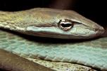 Gunther's Whip Snake, or Burmese Vine Snake, (Ahaetulla fronticincta), Vinesnake, Mildly Venomous, Colubridae, Colubrinae, ARSV02P10_13B