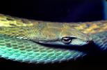 Gunther's Whip Snake, or Burmese Vine Snake, (Ahaetulla fronticincta), Vinesnake, Mildly Venomous, Colubridae, Colubrinae, ARSV02P10_14