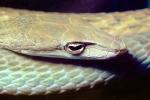 Gunther's Whip Snake, or Burmese Vine Snake, (Ahaetulla fronticincta), Vinesnake, Mildly Venomous, Colubridae, Colubrinae, ARSV02P10_14B