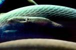 Gunther's Whip Snake, or Burmese Vine Snake, (Ahaetulla fronticincta), Vinesnake, Mildly Venomous, Colubridae, Colubrinae, ARSV02P10_15