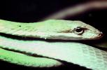Gunther's Whip Snake, or Burmese Vine Snake, (Ahaetulla fronticincta), Vinesnake, Mildly Venomous, Colubridae, Colubrinae, ARSV02P10_16