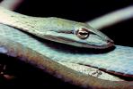 Gunther's Whip Snake, or Burmese Vine Snake, (Ahaetulla fronticincta), Vinesnake, Mildly Venomous, Colubridae, Colubrinae, ARSV02P10_17