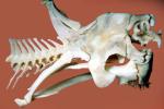 Skull, Skeleton, Gaboon Viper (Bitis Gabonica), Venomous Viper, Viperidae, Viperinae, Bitis, ARSV02P11_01