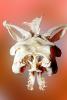 Skull, Skeleton, Gaboon Viper (Bitis Gabonica), Venomous Viper, Viperidae, Viperinae, Bitis, ARSV02P11_02