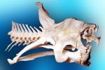 Skull, Skeleton, Gaboon Viper (Bitis Gabonica), Venomous Viper, Viperidae, Viperinae, Bitis, ARSV02P11_03