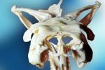 Skull, Skeleton, Gaboon Viper (Bitis Gabonica), Venomous Viper, Viperidae, Viperinae, Bitis, ARSV02P11_04