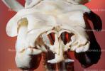 Skull, Skeleton, Gaboon Viper (Bitis Gabonica), Venomous Viper, Viperidae, Viperinae, Bitis, ARSV02P11_05B