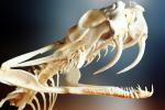 Fangs, Skull, Skeleton, Gaboon Viper (Bitis Gabonica), Venomous Viper, Viperidae, Viperinae, Bitis, ARSV02P11_06
