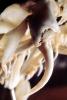 Fangs, Skeleton, Gaboon Viper (Bitis Gabonica), Venomous Viper, Viperidae, Viperinae, Bitis, ARSV02P11_08