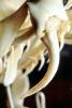 Fangs, Skeleton, Gaboon Viper (Bitis Gabonica), Venomous Viper, Viperidae, Viperinae, Bitis, ARSV02P11_09