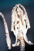 Burmese Python, (Python molurus bivittatus), Pythonidae, constrictor, head skull, ARSV02P11_12