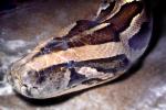 Burmese Python, (Python molurus bivittatus), Pythonidae, constrictor, ARSV02P11_17