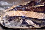 Burmese Python, (Python molurus bivittatus), Pythonidae, constrictor, ARSV02P11_17B