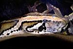 Burmese Python, (Python molurus bivittatus), Pythonidae, constrictor, ARSV02P11_18