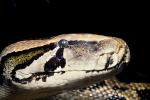 Burmese Python, (Python molurus bivittatus), Pythonidae, constrictor, ARSV02P11_19