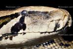 Burmese Python, (Python molurus bivittatus), Pythonidae, constrictor, ARSV02P11_19B