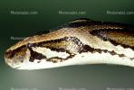 Burmese Python, (Python molurus bivittatus), Pythonidae, constrictor, ARSV02P12_01B