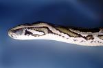 Burmese Python, (Python molurus bivittatus), Pythonidae, constrictor, ARSV02P12_02
