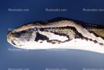 Burmese Python, (Python molurus bivittatus), Pythonidae, constrictor, ARSV02P12_02B