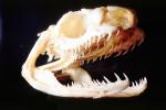 Mangrove Snake Skull (Boiga dendrophile), ARSV02P12_07