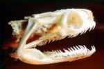 Mangrove Snake Skull (Boiga dendrophile), ARSV02P12_11