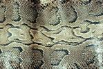 Burmese Python, Skin, Scales, (Python molurus bivittatus), Pythonidae, constrictor