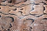 Burmese Python, (Python molurus bivittatus), Pythonidae, constrictor, Skin, Scales, ARSV02P12_17