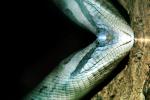 Green Anaconda, (Eunectes murinus), Boidae, Boa, Python, ARSV02P14_05