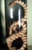 Banded Sea Snake, (Laticauda colubrina), ARSV02P15_14