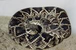 Eastern Diamond Rattlesnake, (Crotalus adamanteus), Viperidae, Crotalinae, Venomous, Pitviper, Viper, ARSV02P15_18