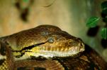Anaconda, head, eyes, Boidae, Boinae