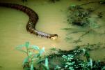 water moccasin, ARSV03P01_06