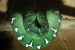 Emerald Tree Boa, (Corallus canina), Boidae, Constrictor