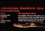 Colombian Rainbow Boa, Epicrates cenchria maurus, Constrictor, Boidae