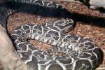 Urutu Snake (Bothrops alternatus), Venomous, Pitviper, Viper, Viperdae, ARSV03P02_06