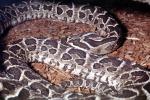Urutu Snake (Bothrops alternatus), Venomous, Pitviper, Viper, Viperdae, ARSV03P02_07
