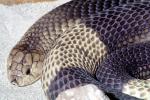 Banded Egyptian Cobra, (Naja haje annulifera), Elapidae, Snouted cobra, ARSV03P03_02
