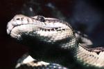 Carpet Python (Morella spilota varigata), Pythonidae, ARSV03P03_09