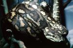 Carpet Python (Morella spilota varigata), Pythonidae, ARSV03P03_12