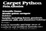 Carpet Python (Morella spilota varigata), Pythonidae, ARSV03P03_13