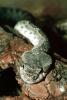 Southern Pacific Rattlesnake, Viper, Venomous, Deadly, Scales, Skin, Viperidae, Crotalinae, Crotalus, ARSV03P03_17