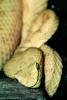 Eyelash Viper, (Bothriechis schlegelii), Venomous, Viper, Pitviper, Viperidae, Crotalinae, ARSV03P04_07