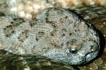 Colorado Sidewinder, (Crotalus cerastes), Laterorepens, Venomous, Pitviper, Viper, Viperidae, ARSV03P04_15