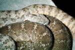 Southwestern Speckled Rattlesnake (Crotalus mitchellii pyrrhus), Pitviper, Viperidae, Venomou