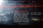Southwestern Speckled Rattlesnake, (Crotalus mitchellii pyrrhus), Pitviper, Viperidae, Venomou