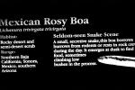 Mexican Rosy Boa, (Lichanura trivirgata trivirgata), Constrictor, Boidae, ARSV03P05_04