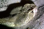 Mojave Green Rattlesnake, (Crotalus scutulatus scutulatus), Viperidae, Venomous, Pitviper, Viper, ARSV03P05_06