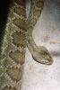 Mojave Green Rattlesnake, (Crotalus scutulatus scutulatus), Viperidae, Venomous, Pitviper, Viper, ARSV03P05_07
